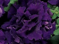 Петуния крупноцветковая махровая (Double Cascade F1)