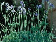 Лаванда многонадрезная (Spanish Eyes)