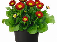 Маргаритка многолетняя (BellaDaisy)