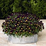 Виола рогатая (Viola cornuta)