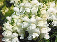 Львиный зев (Антирринум) большой