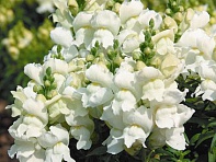 Львиный зев (Антирринум) большой (Montego F1)