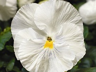 Виола Виттрока