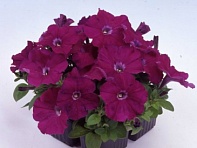 Петуния многоцветковая (генетически компактная) (Mambo GP F1)