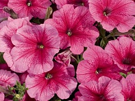 Петуния многоцветковая (Celebrity F1)