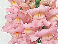 Львиный зев (Антирринум) большой (Rocket F1)