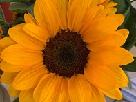 Подсолнечник летний (Amalfi F1)