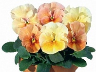 Виола Виттрока