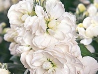 Левкой седой (Vintage) Левкой седой (Vintage)