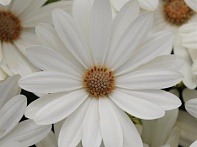 Остеоспермум Эклона