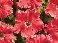 Петуния крупноцветковая (Чехия) бахромчатая (Aphrodita F1)