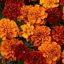 Бархатцы отклоненные (Tagetes patula)