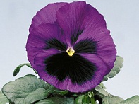 Виола Виттрока