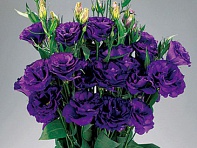 Лизиантус (Эустома) крупноцветковый (Advantage F1)