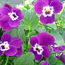 Виола рогатая (Viola cornuta)