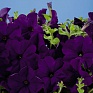 Петуния многоцветковая (Petunia multiflora)
