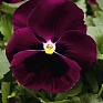 Виола Виттрока (Viola wittrockiana)
