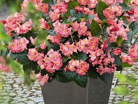 Бегония гибридная (зеленая листва) (Big F1)