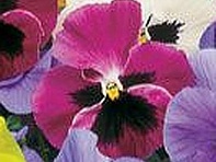 Виола Виттрока (Trumpet S1)