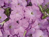 Петуния многоцветковая (Celebrity F1)