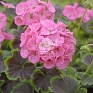 Герань (пеларгония садовая) (Pelargonium x hortorum)