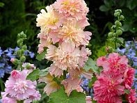 Мальва (Штокроза) розовая (Spring Celebrities)