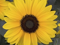 Подсолнечник летний (Sunfinity F1)