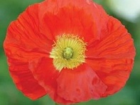 Мак голостебельный (Champagne Bubbles F1)