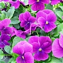 Виола рогатая (Viola cornuta)