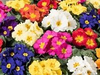 Примула бесстебельная (Optic F1)