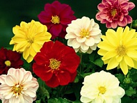 Георгина изменчивая (Fresco)