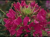 Клеома Хасслера (Sparkler 2.0 F1)