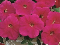 Петуния ампельная гибридная