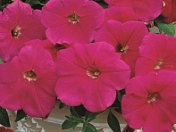Петуния ампельная гибридная (Ramblin F1)