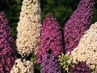 Буддлея Давида (Butterfly Hybrids)