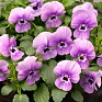 Виола рогатая (Viola cornuta)
