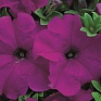 Петуния крупноцветковая (Petunia grandiflora)