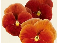 Виола Виттрока