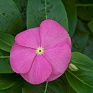 Катарантус розовый (Vinca rosea)
