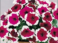 Петуния многоцветковая (Candy F1)