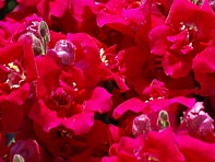 Львиный зев (Антирринум) махровый (Twinny F1)