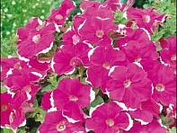 Петуния многоцветковая (Candy F1)