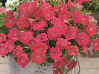 Петуния ампельная гибридная