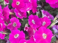 Петуния ампельная гибридная (MyLove (Amore Mio) F1)