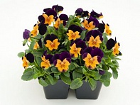 Виола рогатая (Admire F1)