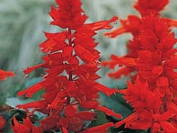 Сальвия блестящая (Fizz)