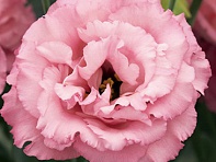 Лизиантус (Эустома) крупноцветковый (Corelli F1)