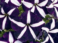 Петуния многоцветковая (Primetime F1)