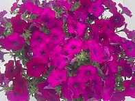 Петуния ампельная гибридная (Gioconda F1)