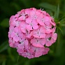 Гвоздика турецкая (Dianthus barbatus)